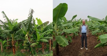 शिक्षणसँगै व्यावसायिक केराखेती, वार्षिक १० लाख मुनाफा