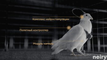 चिप जडान गरेर परेवालाई ‘बायोड्रोन’ मा रूपान्तरण गर्ने तयारी