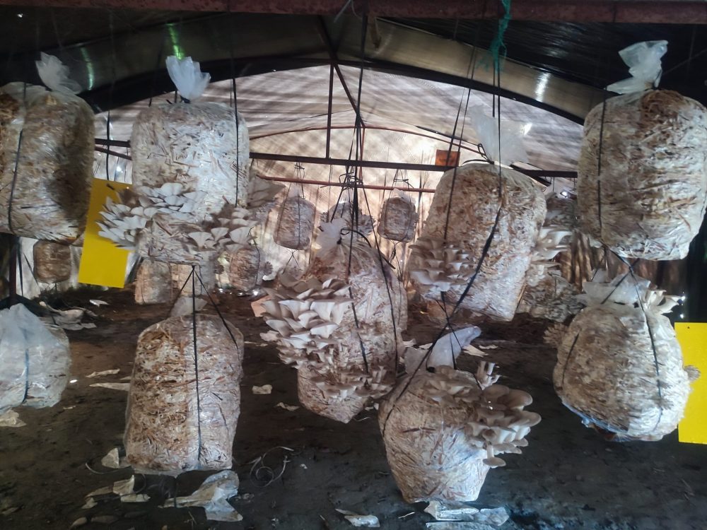 विद्यालय परिसरमै सब्जी खेती, विद्यार्थीले फलाउँछन् तरकारी