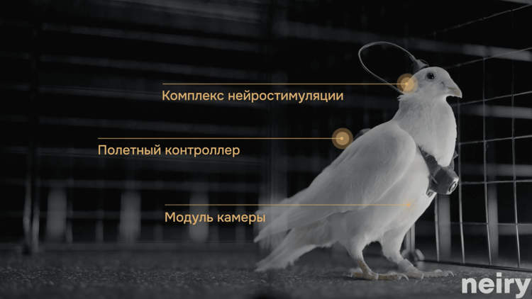 चिप जडान गरेर परेवालाई ‘बायोड्रोन’ मा रूपान्तरण गर्ने तयारी