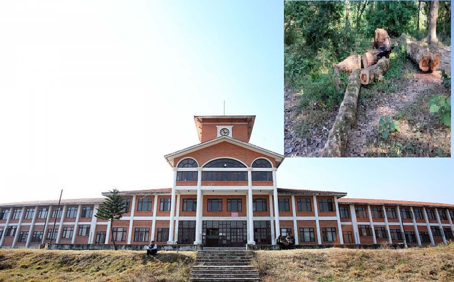 त्रिविले फाँड्यो तीन सय रोपनीमा फैलिएकाे झाडी, सुन्दर पार्क बनाउने तयारी