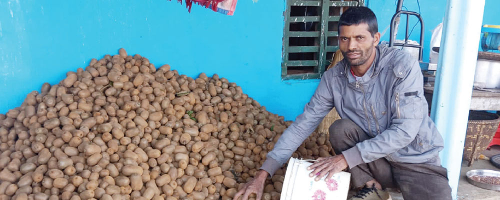 शिक्षण पेसासँगै लोभलाग्दो कृषिकर्म, किवी बिक्रीबाटै गरे १५ लाख आम्दानी